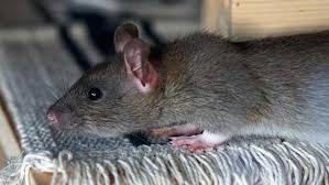 How To Get Rid Of Rats Fast 17 Best