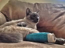 She may cry, howl or lie on her injured leg as a way to protect it. Cat S Broken Leg Pet Insurance Claim Embrace