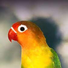 Pet shops near me that sell lovebirds. Fischer S Lovebird Personality Food Care Pet Birds By Lafeber Co