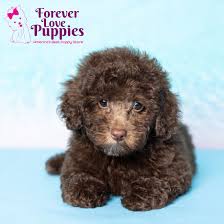 mini poodle puppy adopted in aventura