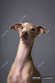 Italian greyhounds have marvellously quirky, inquisitive, demanding personalities that are unique from other breeds. Studio Portrait Of Little Italian Greyhound Dog Friendly And Fun Italian Piccolo Galgo Stock Photo 222636544
