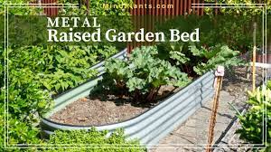 Pros And Cons Of Metal Raised Garden Beds