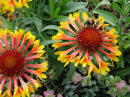 In general herbs and cottage garden perennials are good, and. Best Garden Flowers To Attract Bees Longfield Gardens