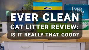 0.0 star rating write a review. Ever Clean Cat Litter Review Is It Really That Good Meowkai