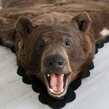 5 feet 2 inches brown bear rug
