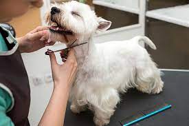 Find pet grooming with the highest customers' rating. Groom N Tails Elkins Park Dog Grooming Pa 19027 Elkins Park Pa Dog Grooming Dog Grooming Elkins Park Pa 19027 Elkins Park Dog Groomer Pennsylvania 19027 Mobile Dog Grooming