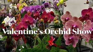 the 2024 boca raton orchid show part 1