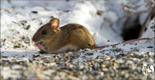 rats mice and how to keep them away
