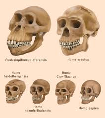 Human Evolution Skulls By Amircea Deviantart Com On