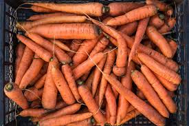 carrots in the ground over winter