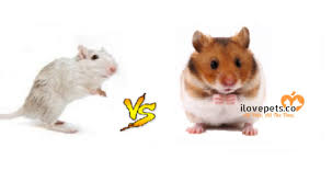 What Are The Differences Between A Gerbil And A Hamster I