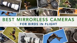The best mirrorless camera for travel photography that we've tested is the sony α6400. The Best Mirrorless Cameras For Birds In Flight Ranked Mirrorless Comparison