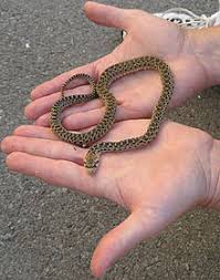 Gopher snakes are the longest snakes on my list, but they are still a manageable size, and they do well in the 4' x 2' cages that you can find everywhere. Pacific Gopher Snake Wikipedia