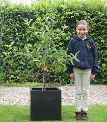 Growing Apple Trees In Pots And