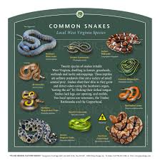 Second, while garter snakes do eat insects, they don't distinguish between. Snake News Pulse Design Outdoor Interpretive Signs