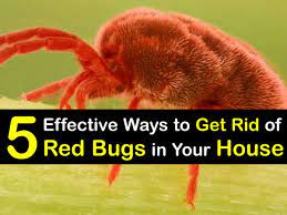 5 effective ways to get rid of red bugs