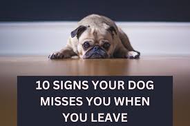 10 signs your dog misses you when you