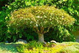 Shop a variety of shrubs & hedges! Pin On Garden