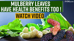health benefits of mulberry leaf 5
