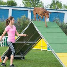 the a frame in dog agility training