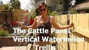 watermelon garden arch trellis