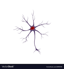 Structure Of Neuron Nerve Cell Anatomy And