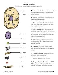 Cell Organelle Matching Science Cells Teaching Biology