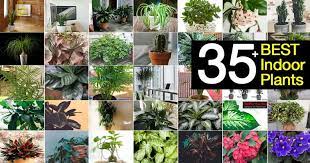 Indoor Plant Names And Pictures Of 35