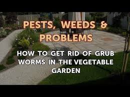 grub worms in the vegetable garden