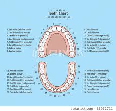 Tooth Chart With Number Illustration Vector Stock