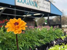 Buy Plants In Raleigh