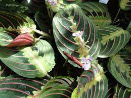 Why do they call it a prayer plant? Plant Analysis A Fascinating Green World Page 17