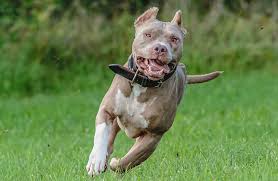 american pit bull terrier breed guide