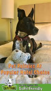 pet policies for all u s hotel chains