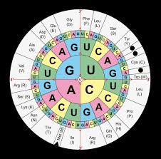 Table Of Codons For Common Amino Acids Image Eurekalert