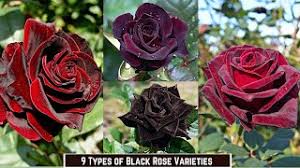 9 types of black roses black rose