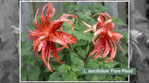 what are the diffe types of lilies