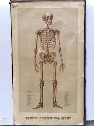 Welcome to innerbody.com, a free educational resource for learning about human anatomy and physiology. Rare 1800 S Antique Yaggy S Anatomical Study Skeleton Anatomy Book Medical Chart 1751050704