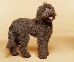 Labradoodle Mixed Dog Breed Pictures Characteristics Facts