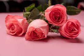romantic rose images hd pictures for