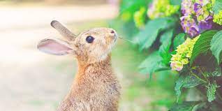 Protect Your Garden Against Rabbits