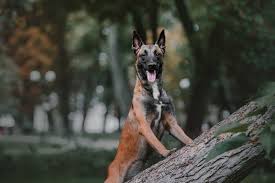 how much do belgian malinois cost all