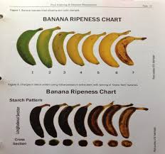 Determining Banana Maturity With The Ci 900 Ict