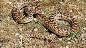 Albinos pacific gopher snake or coast gopher snake, pituophis catenifer annectans applegate, in front of white background. This Really Big Gopher Snake Emerges Early Lifestyle Tehachapinews Com