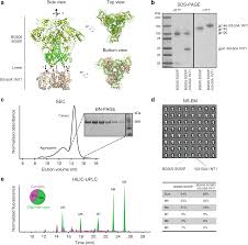 Enhancing And Shaping The Immunogenicity Of Native Like Hiv