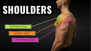 It would be more helpful to search for the scientific name as opposed to the the ab lounge provides exercise for the upper an lower abdominals and also the oblique muscles of the stomach area. The Best Science Based Back Workout Target Every Muscle Youtube