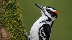 Science/nature birds woodpecker woodpecker sounds black woodpecker. Woodpecker Drumming The British Library