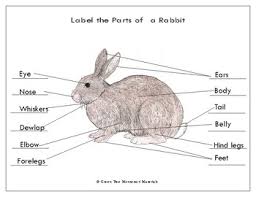 Parts Of A Rabbit Worksheets Teaching Resources Tpt