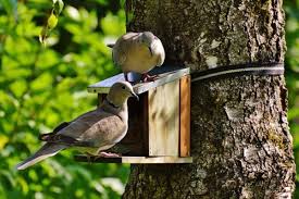 Birdhouses For Endangered Birds