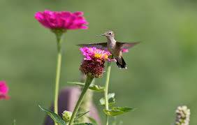 A Erfly And Hummingbird Garden